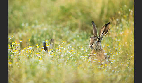 Feldhase (Lepus europaeus)