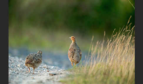 Rebhuhn (Perdix perdix)