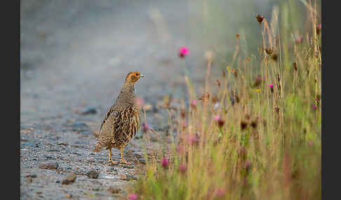 Rebhuhn (Perdix perdix)