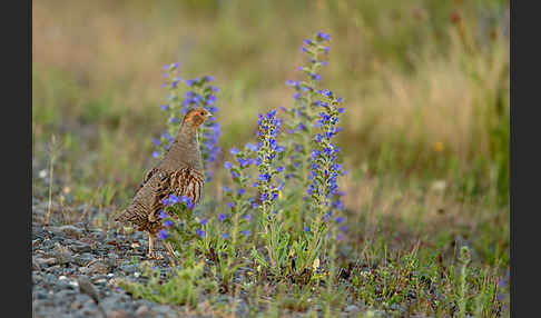 Rebhuhn (Perdix perdix)