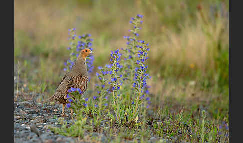 Rebhuhn (Perdix perdix)