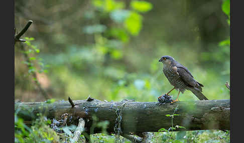 Sperber (Accipiter nisus)