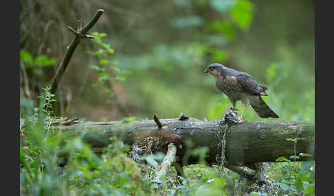 Sperber (Accipiter nisus)