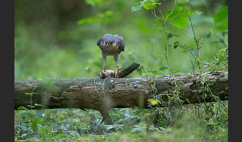 Sperber (Accipiter nisus)