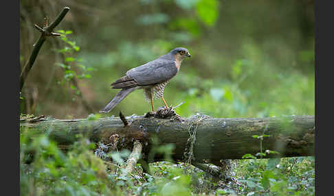 Sperber (Accipiter nisus)