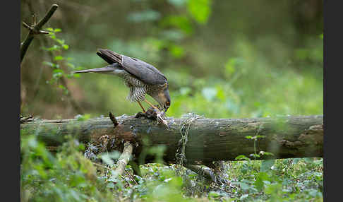 Sperber (Accipiter nisus)