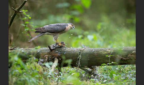 Sperber (Accipiter nisus)