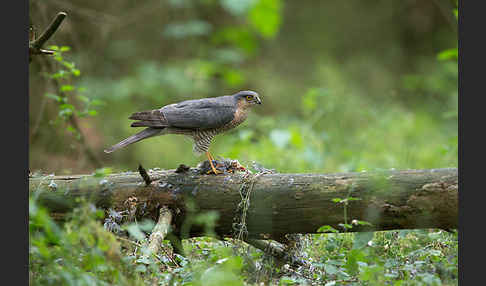 Sperber (Accipiter nisus)