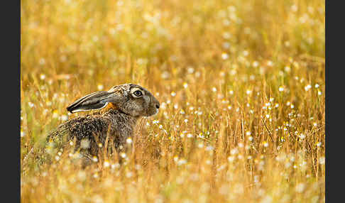 Feldhase (Lepus europaeus)