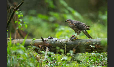 Sperber (Accipiter nisus)