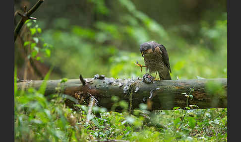 Sperber (Accipiter nisus)