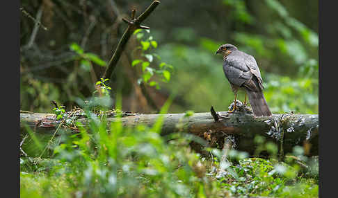 Sperber (Accipiter nisus)