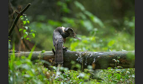 Sperber (Accipiter nisus)