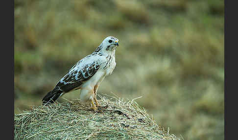 Mäusebussard (Buteo buteo)