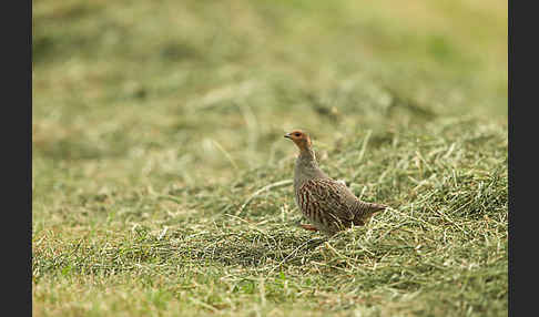 Rebhuhn (Perdix perdix)