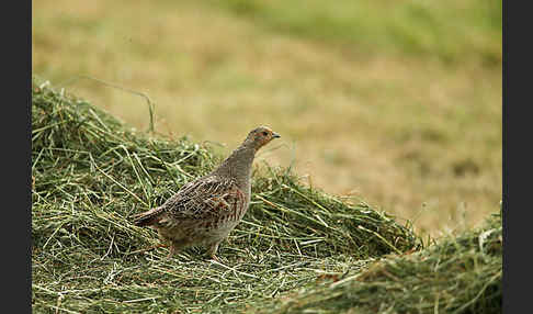Rebhuhn (Perdix perdix)