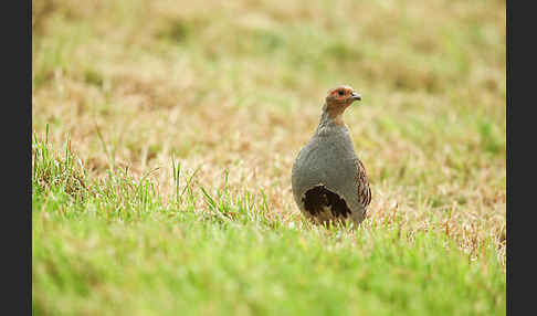 Rebhuhn (Perdix perdix)