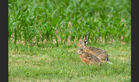 Feldhase (Lepus europaeus)