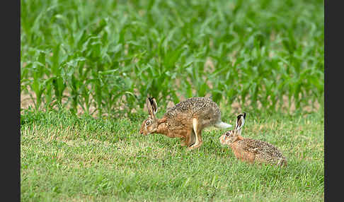 Feldhase (Lepus europaeus)