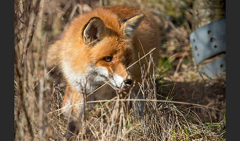 Rotfuchs (Vulpes vulpes)