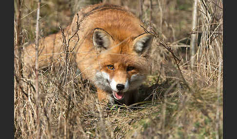 Rotfuchs (Vulpes vulpes)