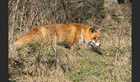 Rotfuchs (Vulpes vulpes)