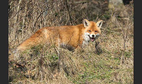 Rotfuchs (Vulpes vulpes)