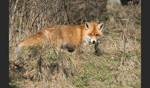 Rotfuchs (Vulpes vulpes)