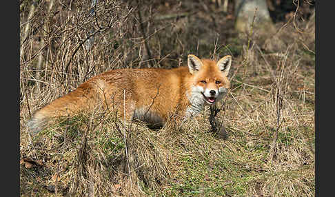 Rotfuchs (Vulpes vulpes)