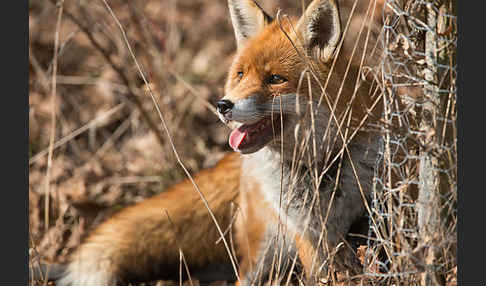 Rotfuchs (Vulpes vulpes)