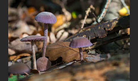 Violetter Lacktrichterling (Laccaria amethystea)