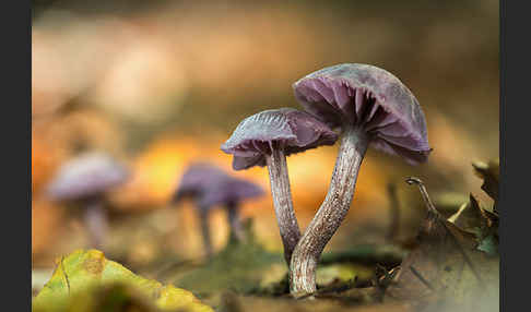 Violetter Lacktrichterling (Laccaria amethystea)