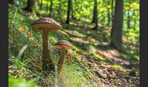 Hainbuchenraufuß (Leccinellum pseudoscabrum)