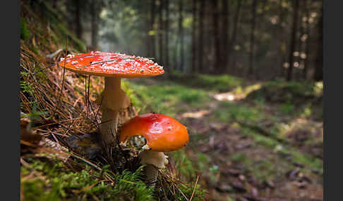 Fliegenpilz (Amanita muscaria)