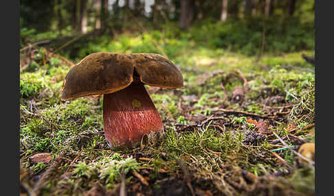 Flockenstielige Hexenröhrling (Boletus erythropus)