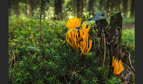 Goldgelbe Koralle (Ramaria aurea)