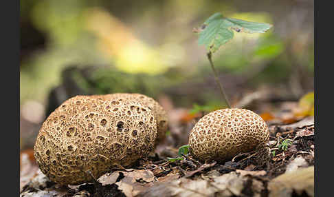 Kartoffelbovist (Scleroderma citrinum)