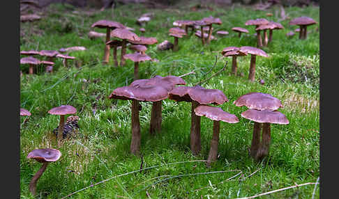 Dunkelbrauner Gürtelfuß (Cortinarius brunneus)