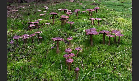 Dunkelbrauner Gürtelfuß (Cortinarius brunneus)