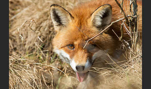 Rotfuchs (Vulpes vulpes)