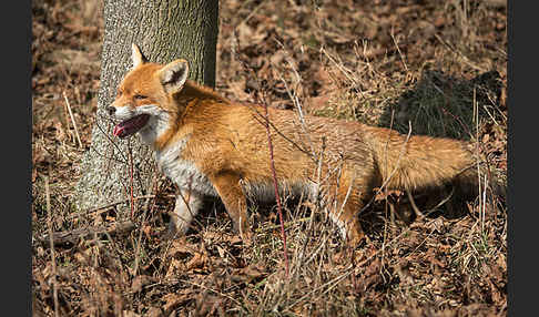 Rotfuchs (Vulpes vulpes)