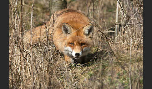 Rotfuchs (Vulpes vulpes)