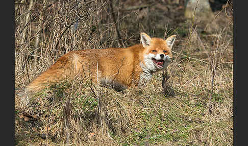 Rotfuchs (Vulpes vulpes)