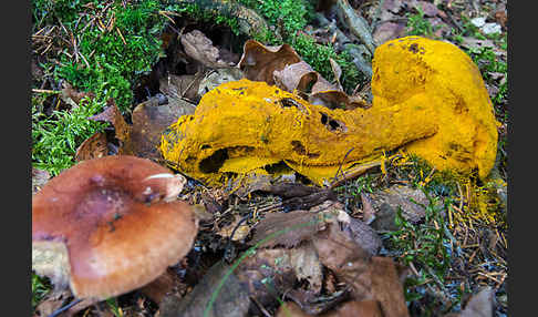 Goldschimmel (Hypomyces chrysospermus)