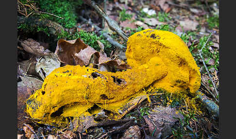 Goldschimmel (Hypomyces chrysospermus)