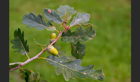 Trauben-Eiche (Quercus petraea)