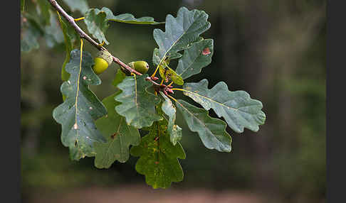 Trauben-Eiche (Quercus petraea)