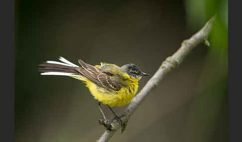 Wiesenschafstelze (Motacilla flava)