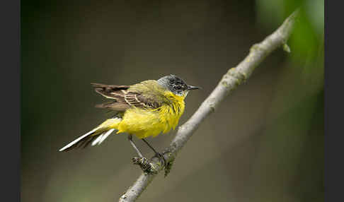 Wiesenschafstelze (Motacilla flava)