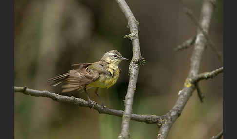 Wiesenschafstelze (Motacilla flava)